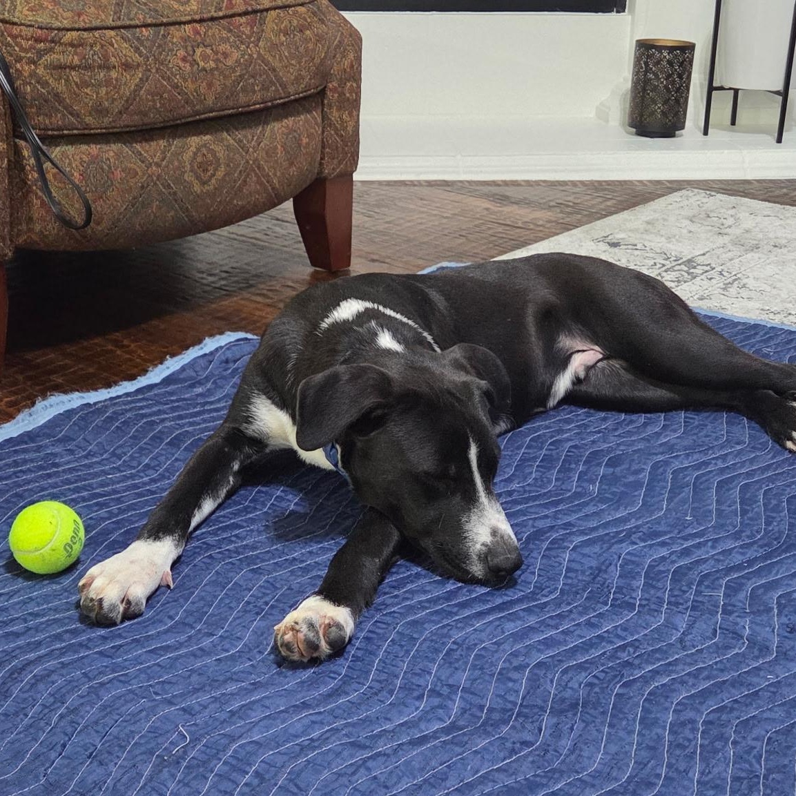 Enlarge Tortellini, a ADOPTABLE mixed breed in Pottsboro, TX image 4/6