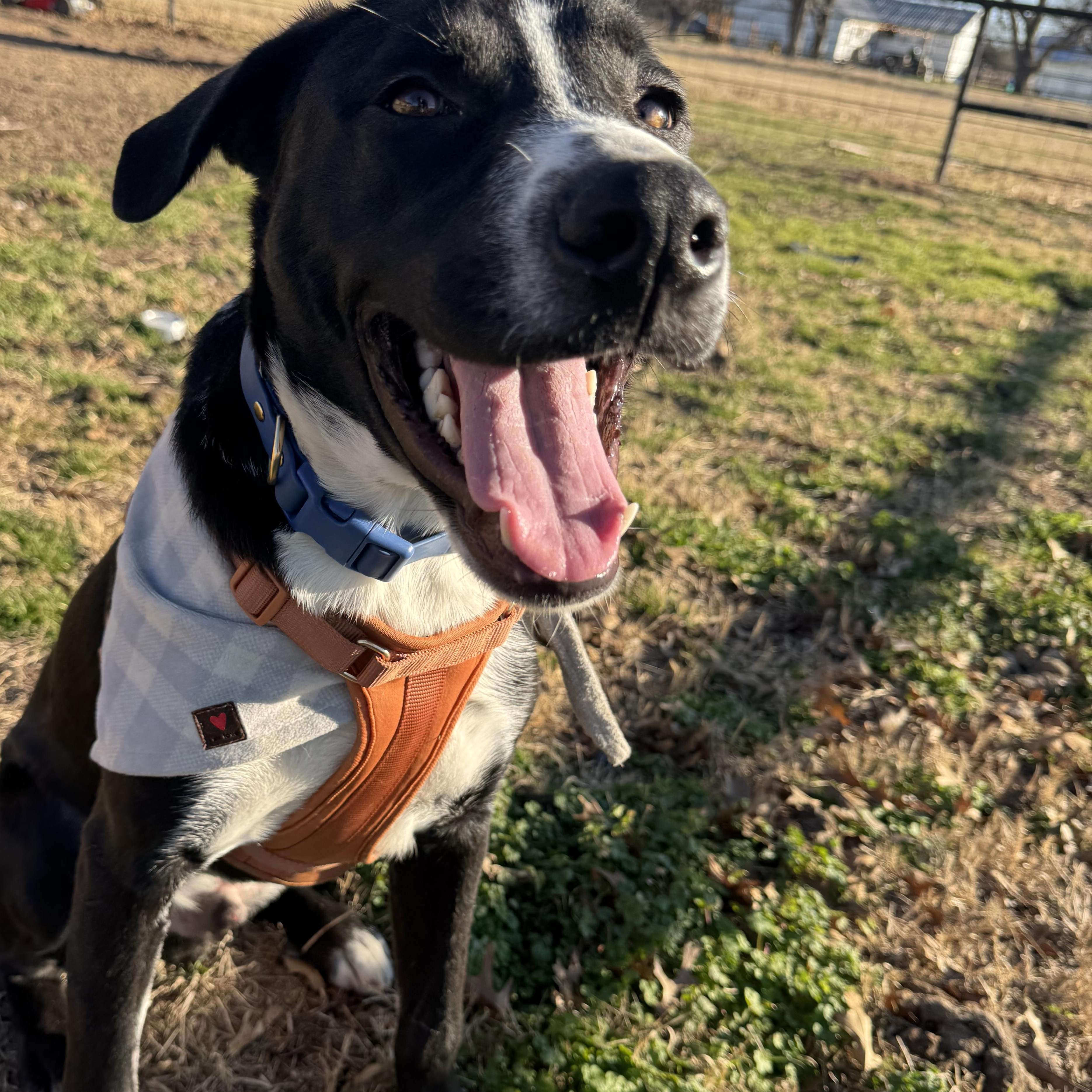 Enlarge Tortellini, a ADOPTABLE mixed breed in Pottsboro, TX image 1/6