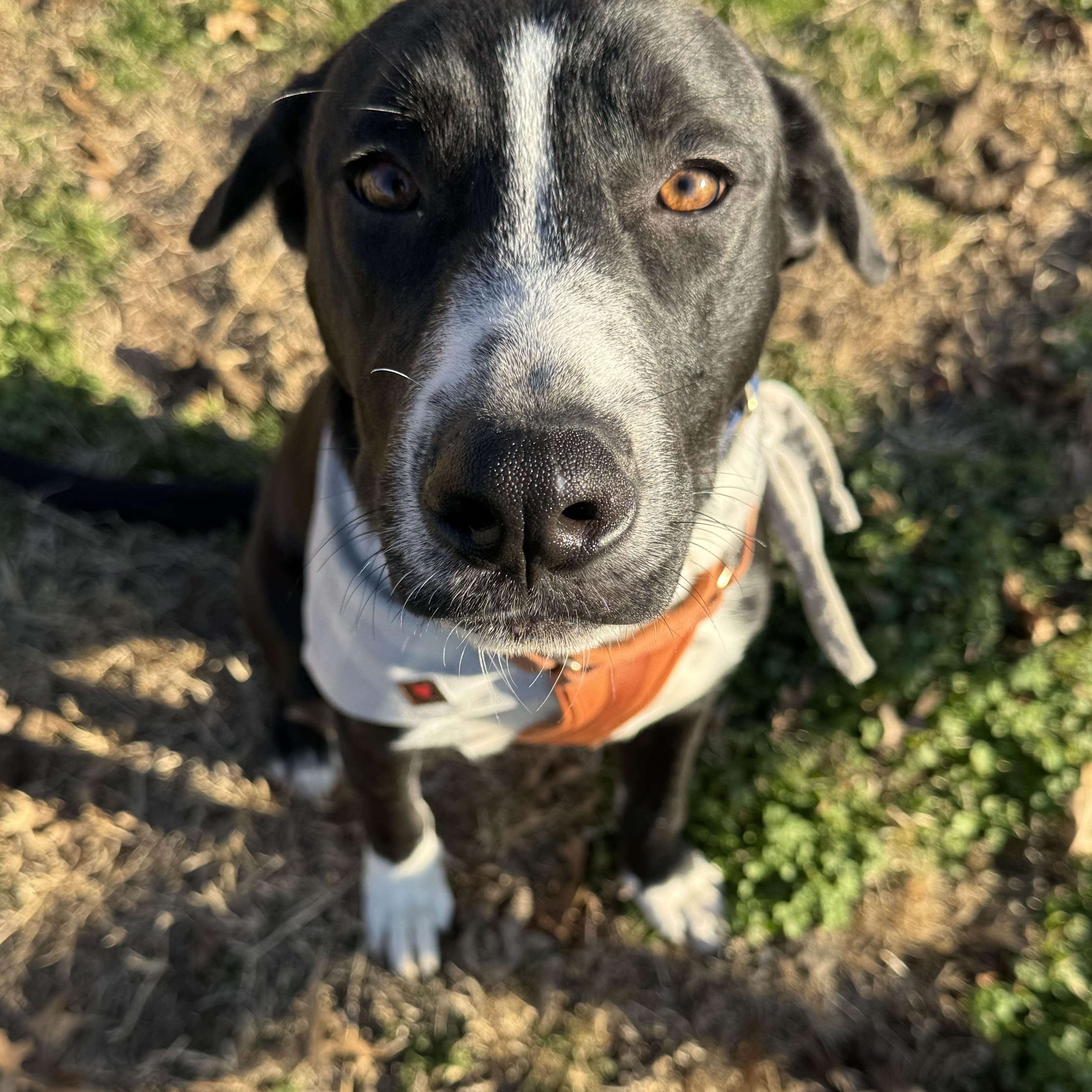 Enlarge Tortellini, a ADOPTABLE mixed breed in Pottsboro, TX image 3/6
