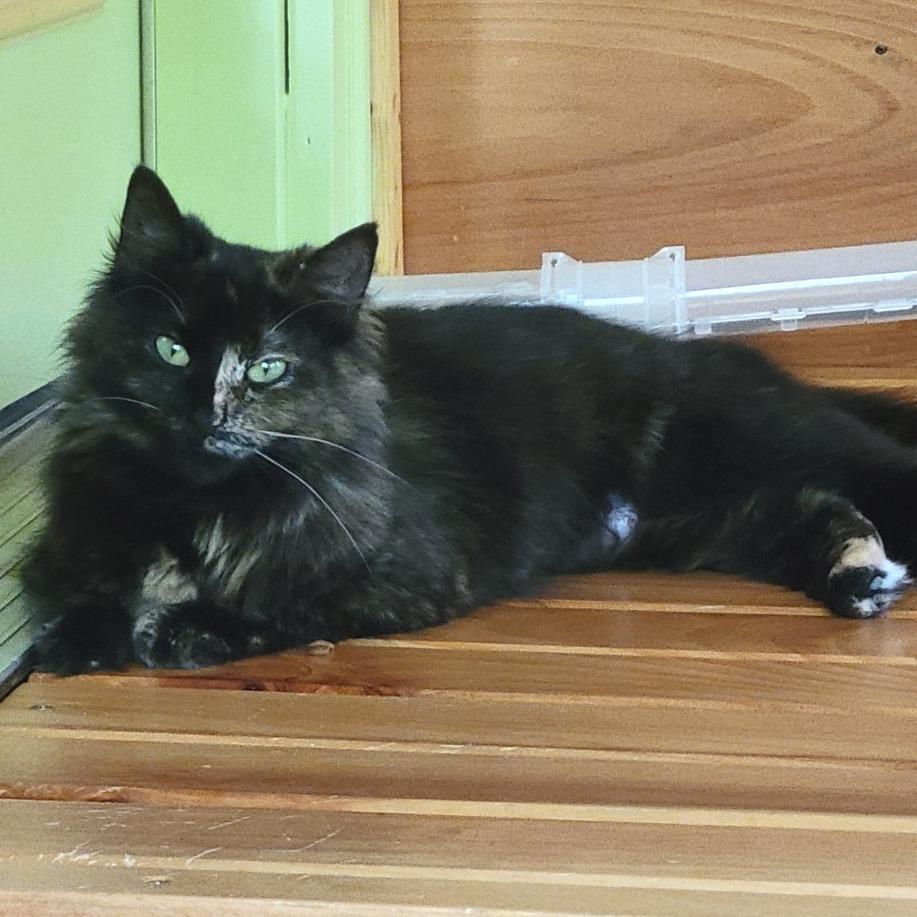 Myrtle, a Adoptable Domestic Long Hair in Traverse City, MI image 1/5
