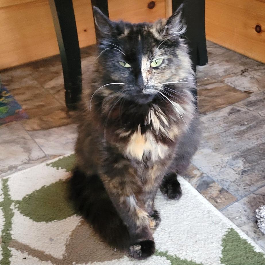 Myrtle, a Adoptable Domestic Long Hair in Traverse City, MI image 2/5