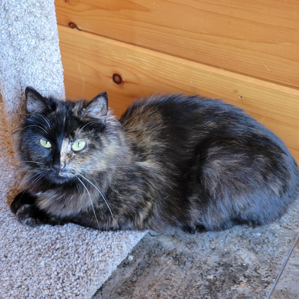 Myrtle, a Adoptable Domestic Long Hair in Traverse City, MI image 3/5