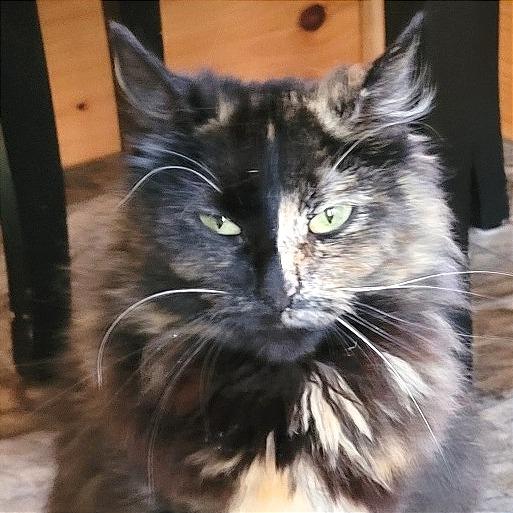 Myrtle, a Adoptable Domestic Long Hair in Traverse City, MI image 4/5