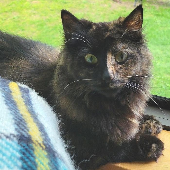 Myrtle, a Adoptable Domestic Long Hair in Traverse City, MI image 5/5