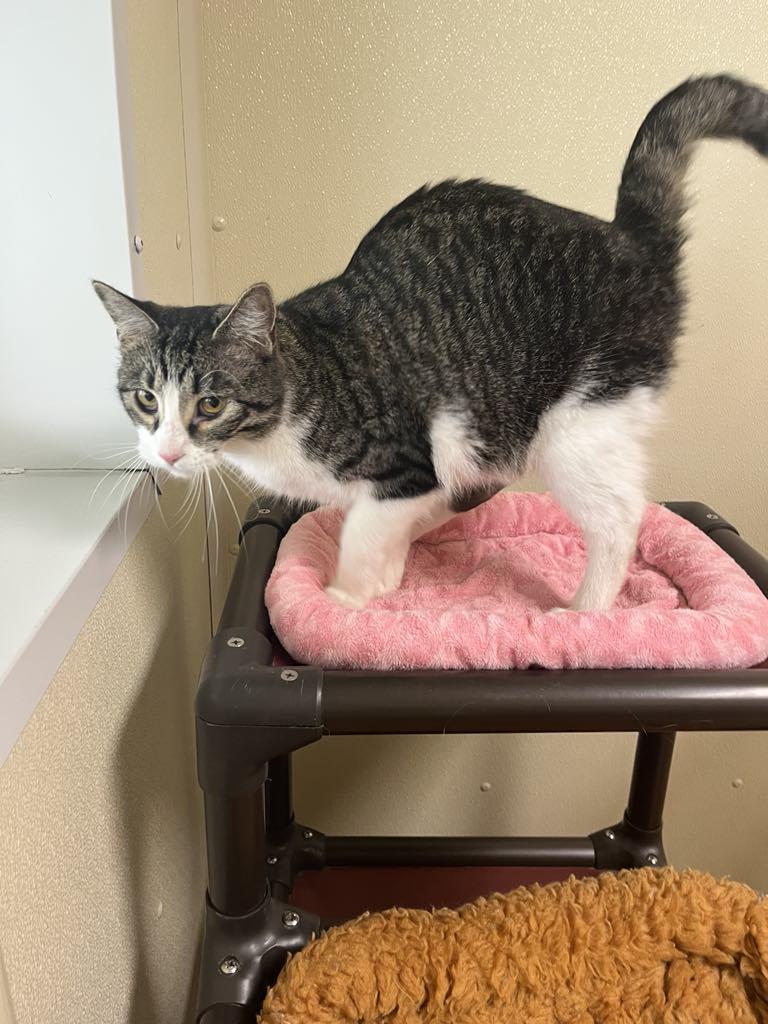 Jimbo, a Adopted Domestic Short Hair in Austin, MN image 1/3