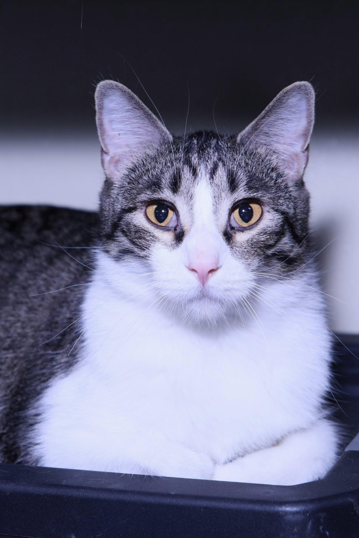 Jimbo, a Adopted Domestic Short Hair in Austin, MN image 2/3