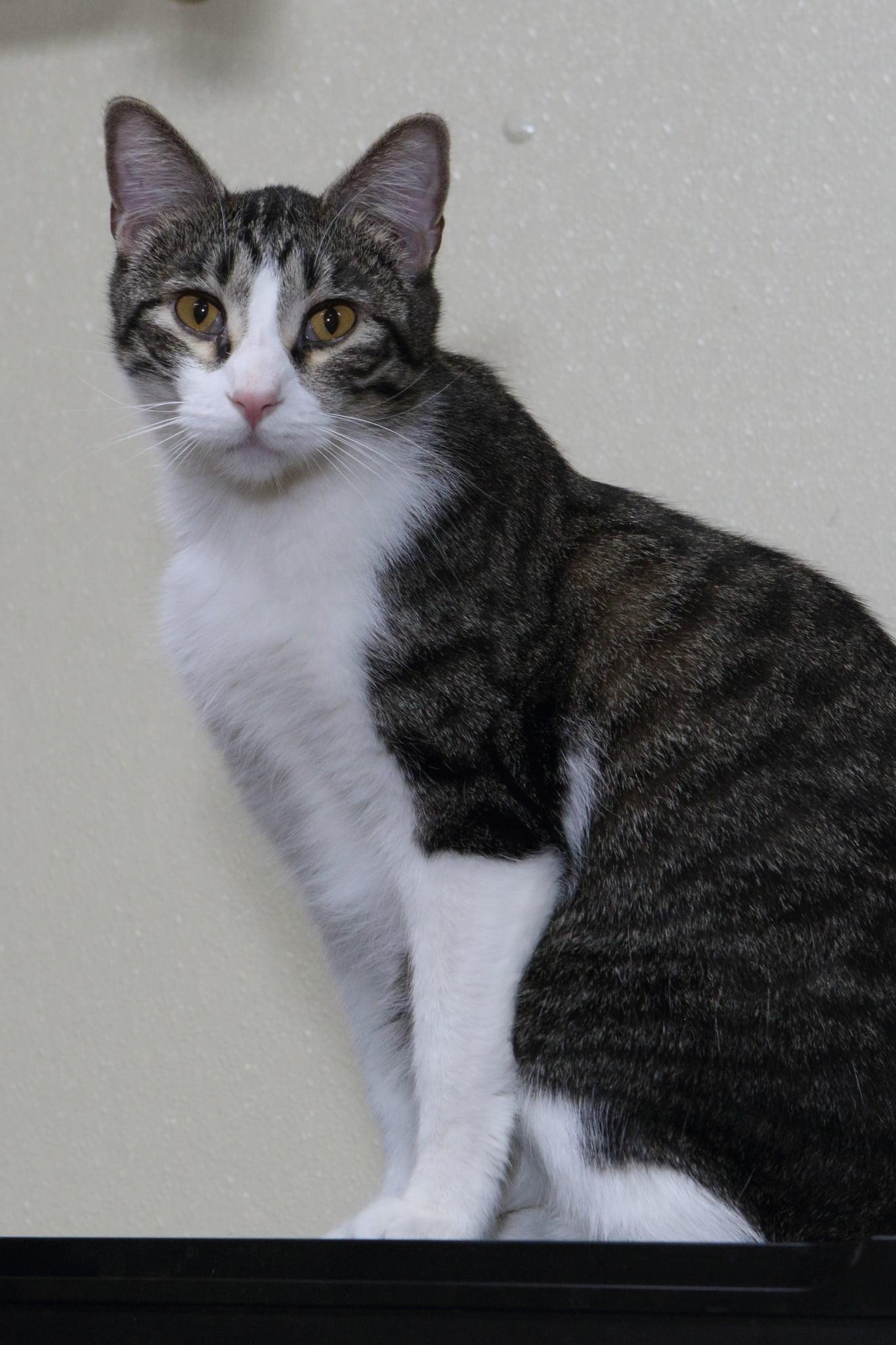 Jimbo, a Adopted Domestic Short Hair in Austin, MN image 3/3