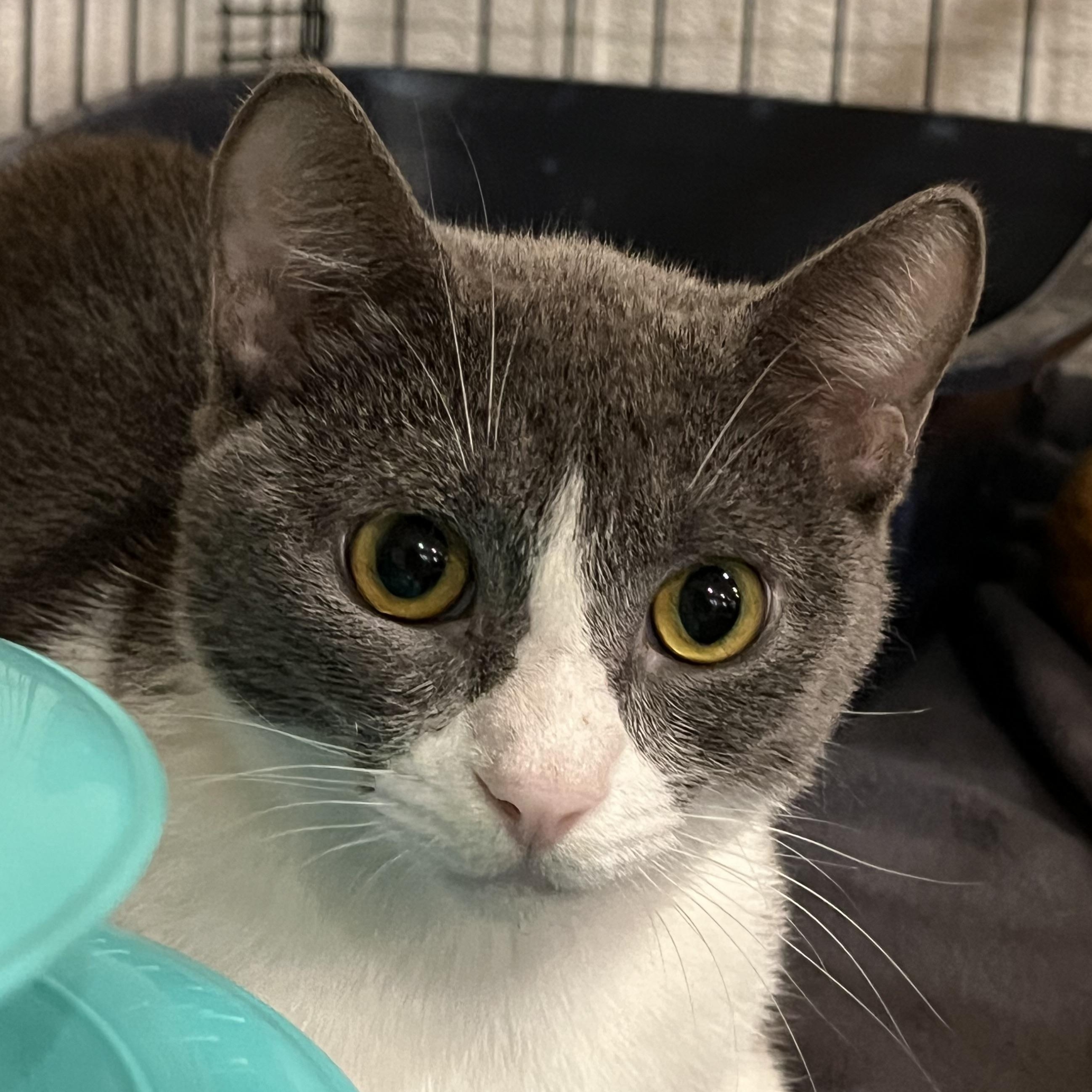 Enlarge Suki 2499, an adopted Domestic Short Hair in Boca Raton, FL image 1/1