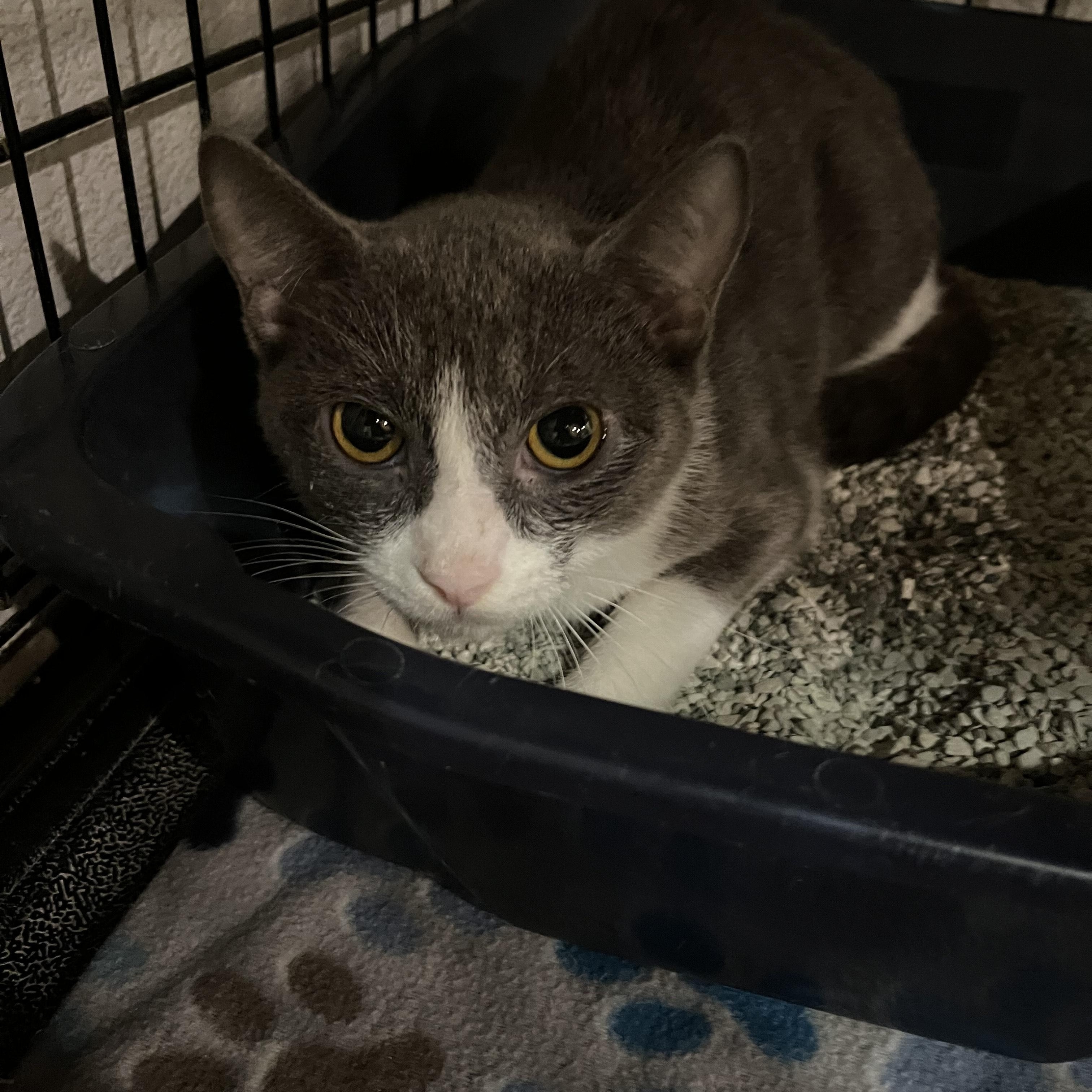 Enlarge Suki 2499, a ADOPTABLE Domestic Short Hair in Boca Raton, FL image 1/1