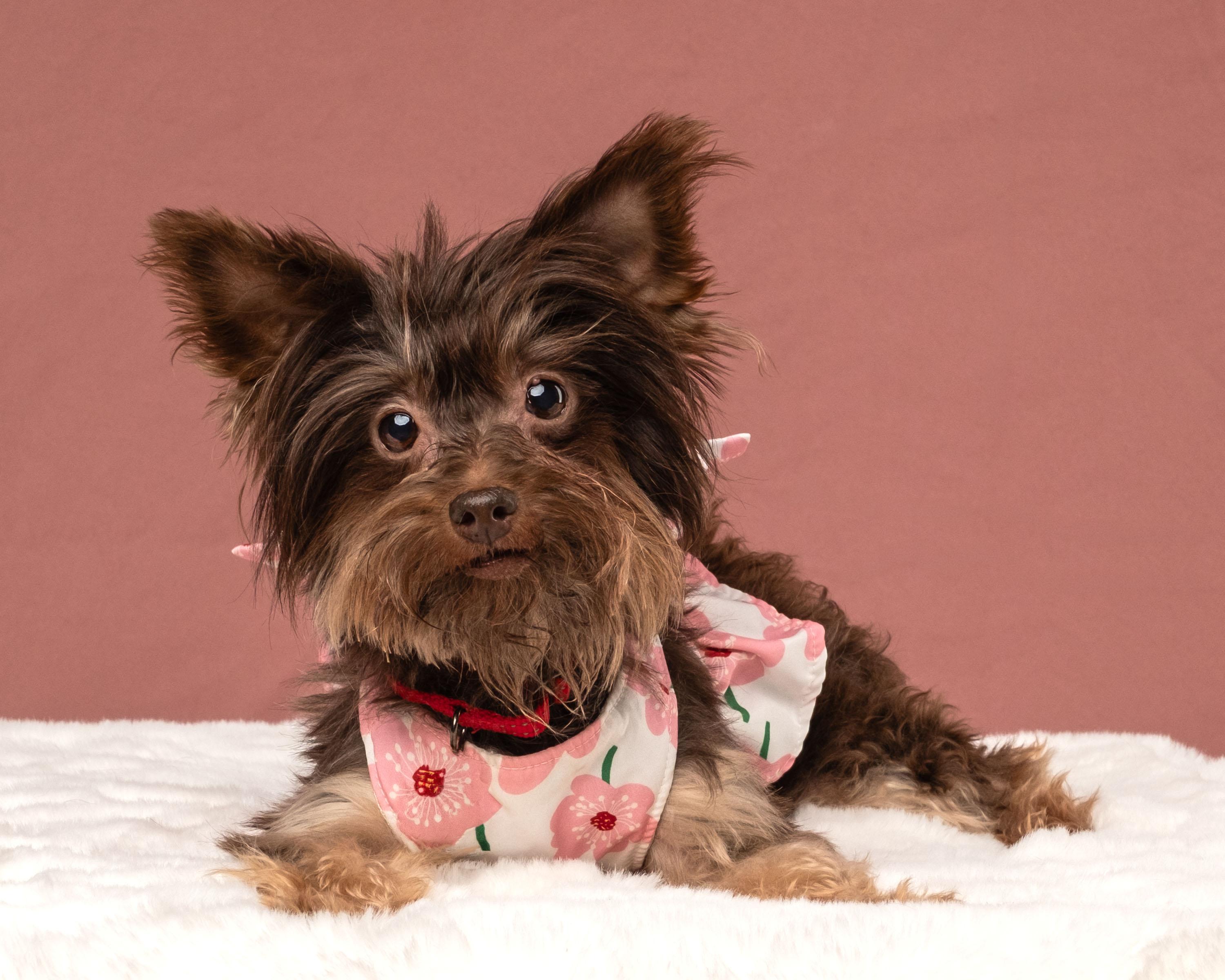 Chyna, a Adoptable mixed breed in Aiken, SC image 1/3