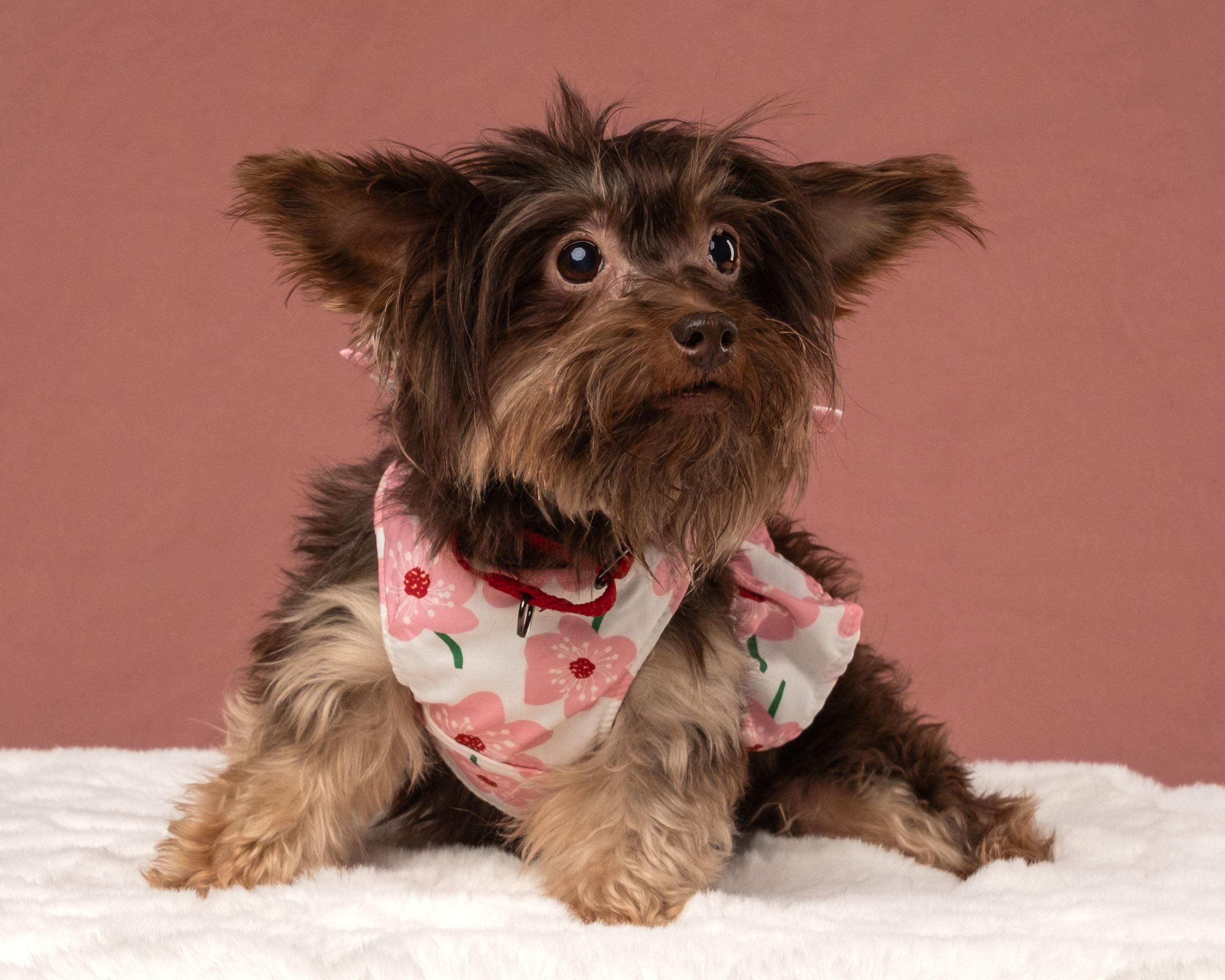 Chyna, a Adoptable mixed breed in Aiken, SC image 3/3