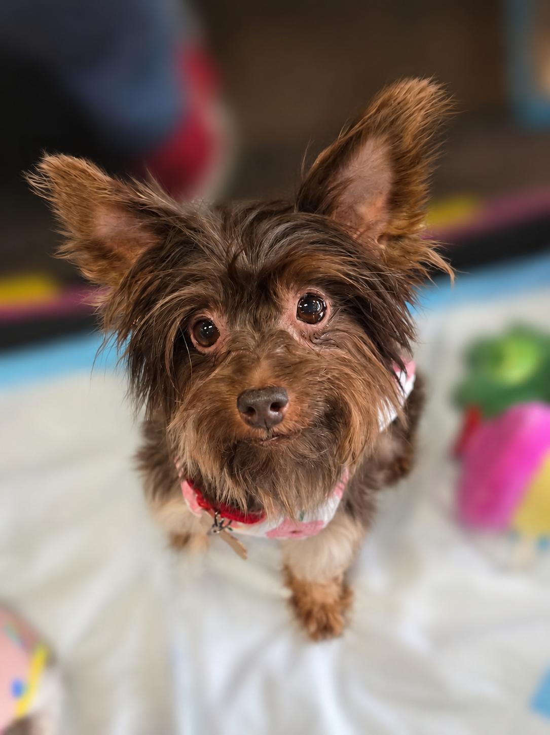 Chyna, a Adoptable mixed breed in Aiken, SC image 2/3