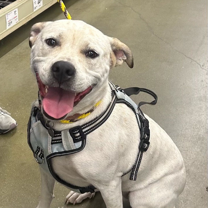 Lindy, Adoptable, Adult Female Pit Bull Terrier & American Bulldog.