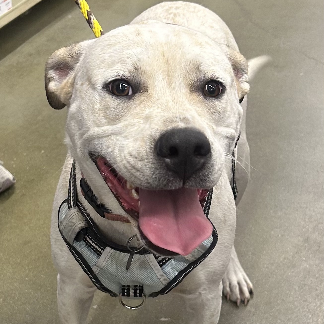 Lindy, a Adoptable mixed breed in Irmo, SC image 2/4