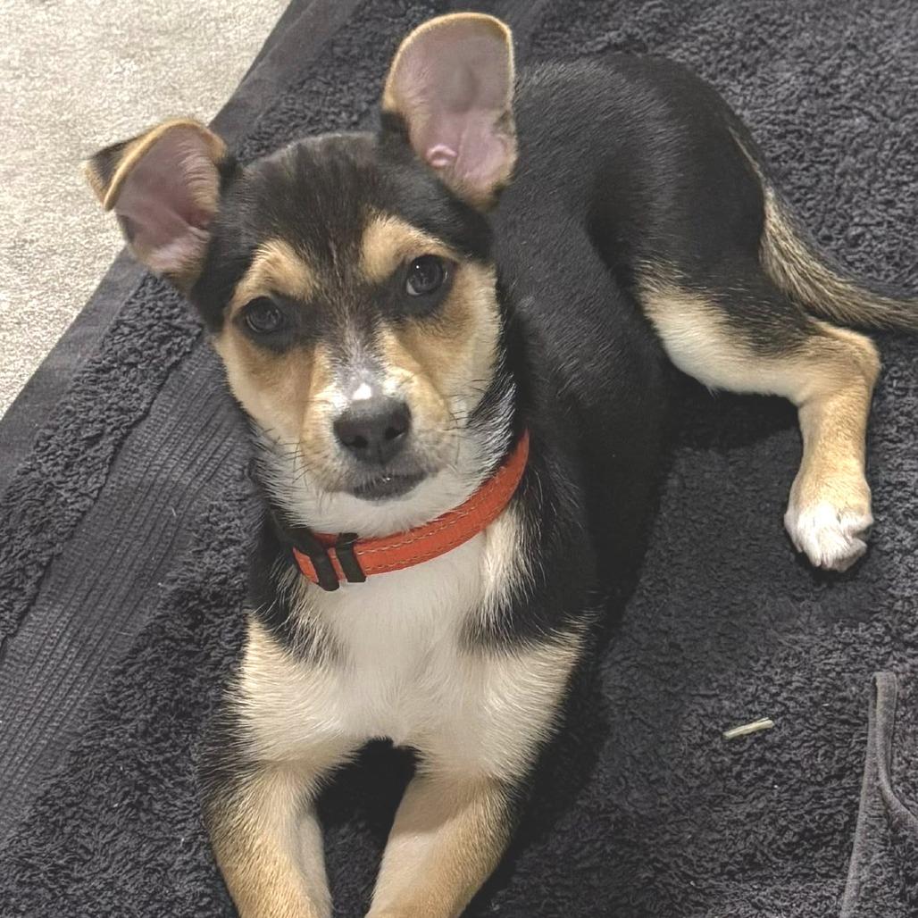 Enlarge Rye, a Adoptable Mixed Breed in West Olive, MI image 1/6