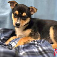 Enlarge Rye, a Adoptable Mixed Breed in West Olive, MI image 2/6