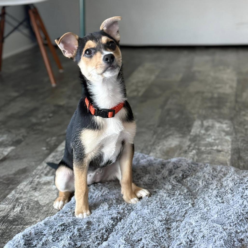 Enlarge Rye, a Adoptable Mixed Breed in West Olive, MI image 3/6