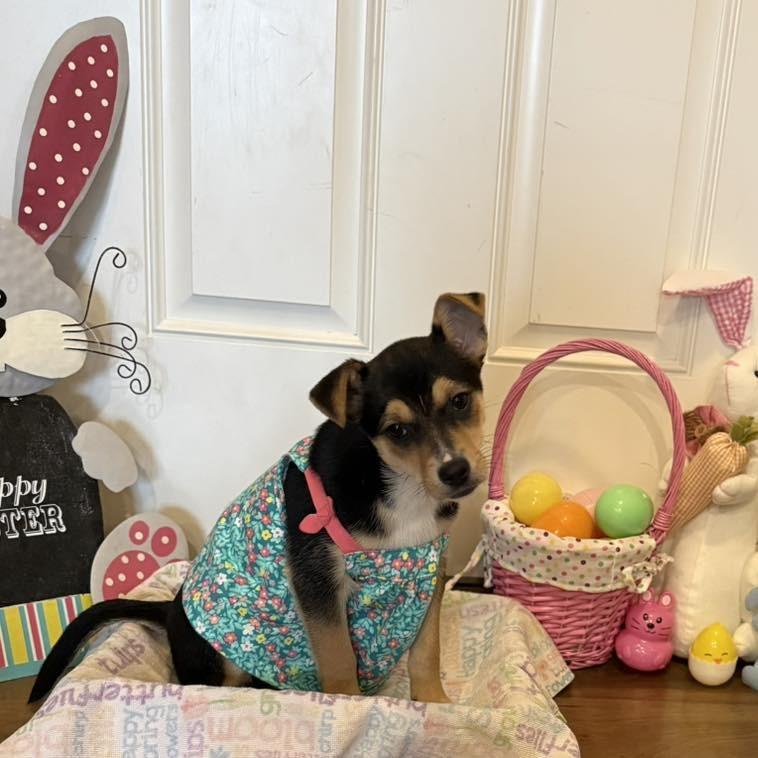 Enlarge Rye, a Adoptable Mixed Breed in West Olive, MI image 4/6