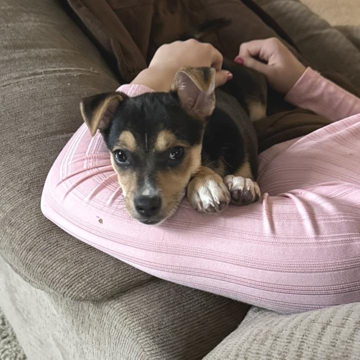 Enlarge Rye, a Adoptable Mixed Breed in West Olive, MI image 5/6