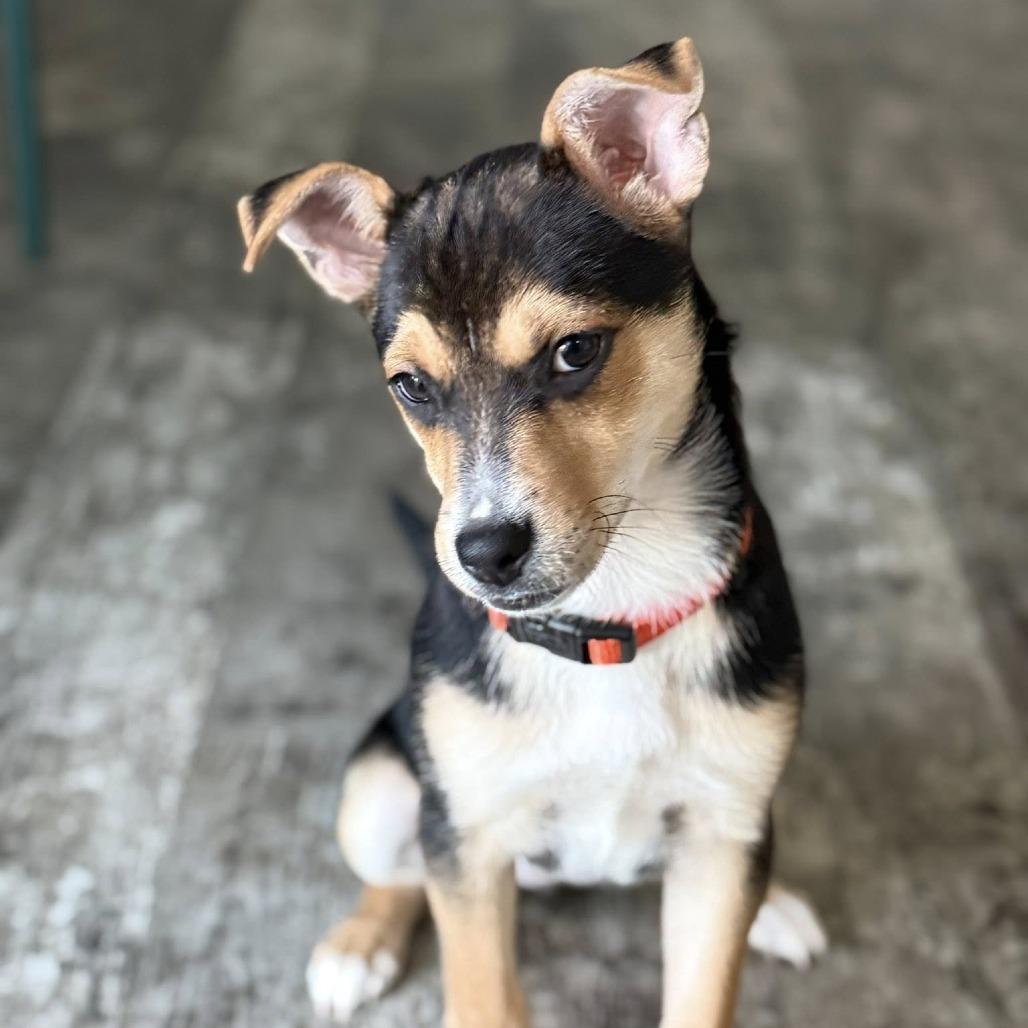 Enlarge Rye, a Adoptable Mixed Breed in West Olive, MI image 6/6