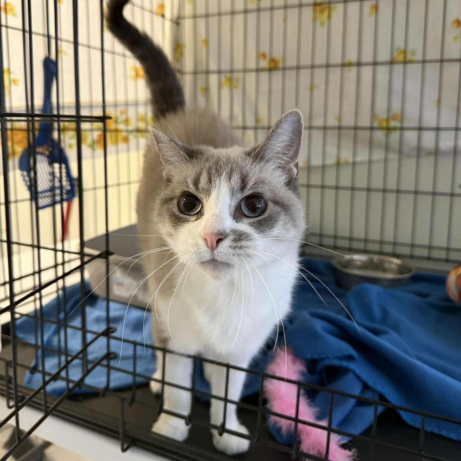 Gracie Snowshoe, Adoptable, Senior Female Domestic Short Hair & Snowshoe.