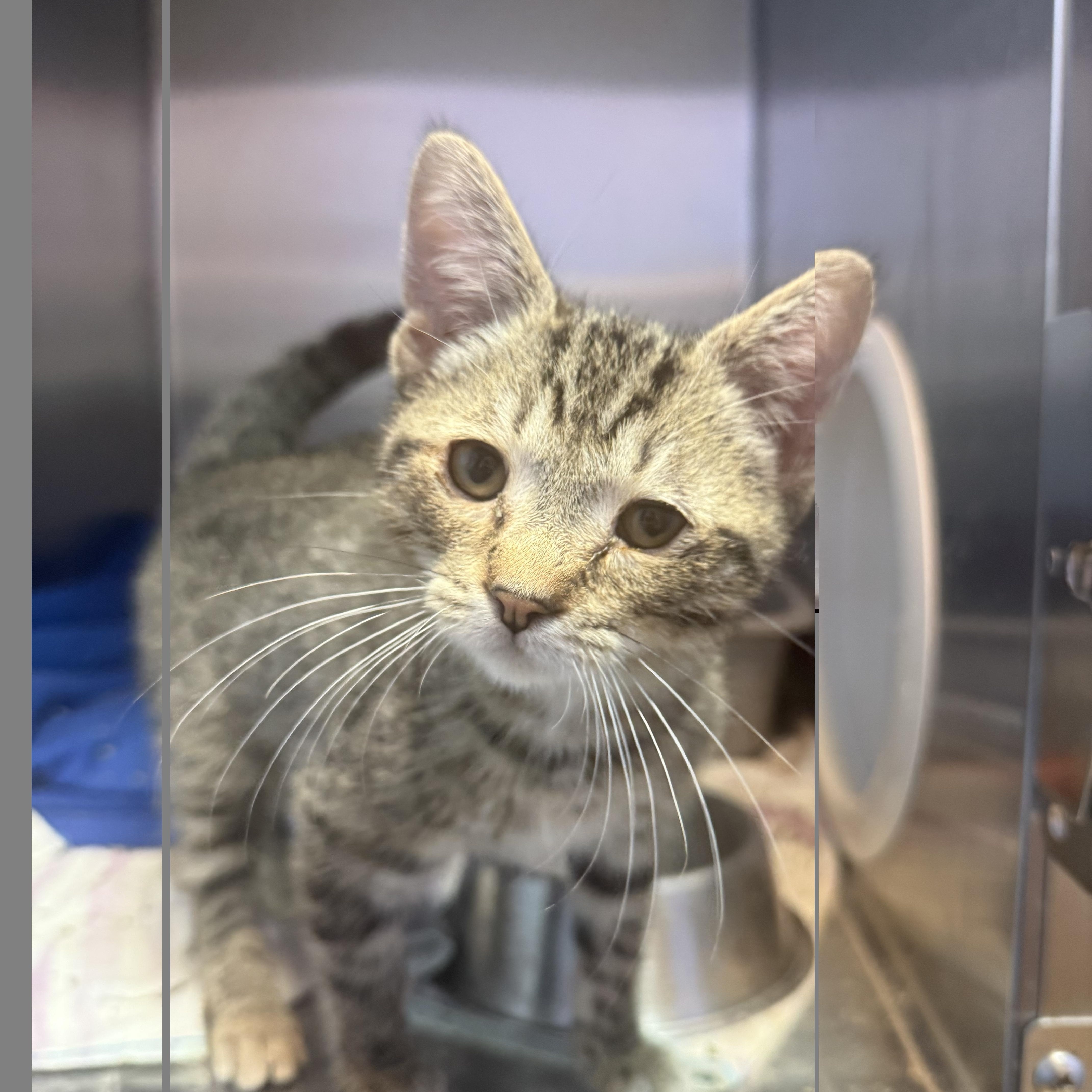 Sweet Lightning, Adopted, Young Male Domestic Short Hair.