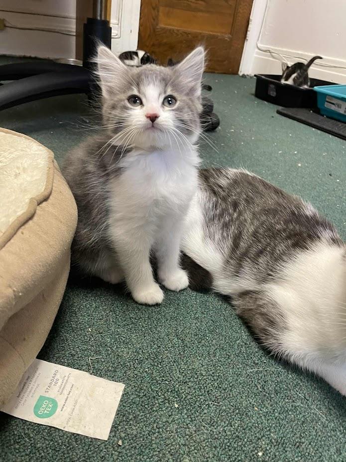 Enlarge Chai, an adopted Domestic Long Hair in Penfield, NY image 4/6