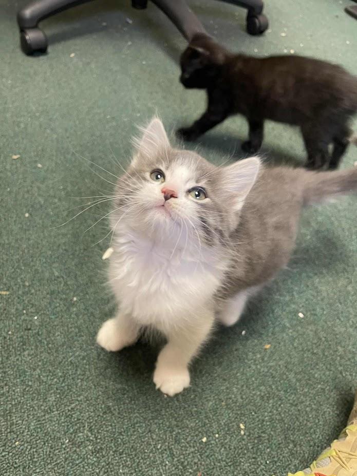 Enlarge Chai, an adopted Domestic Long Hair in Penfield, NY image 2/6