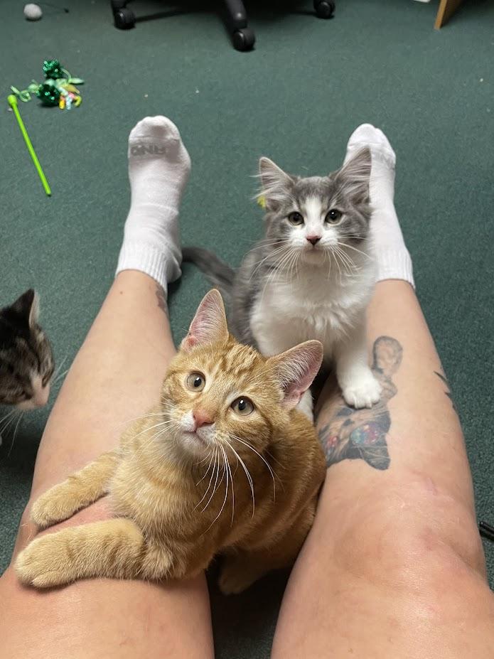 Enlarge Chai, an adopted Domestic Long Hair in Penfield, NY image 3/6