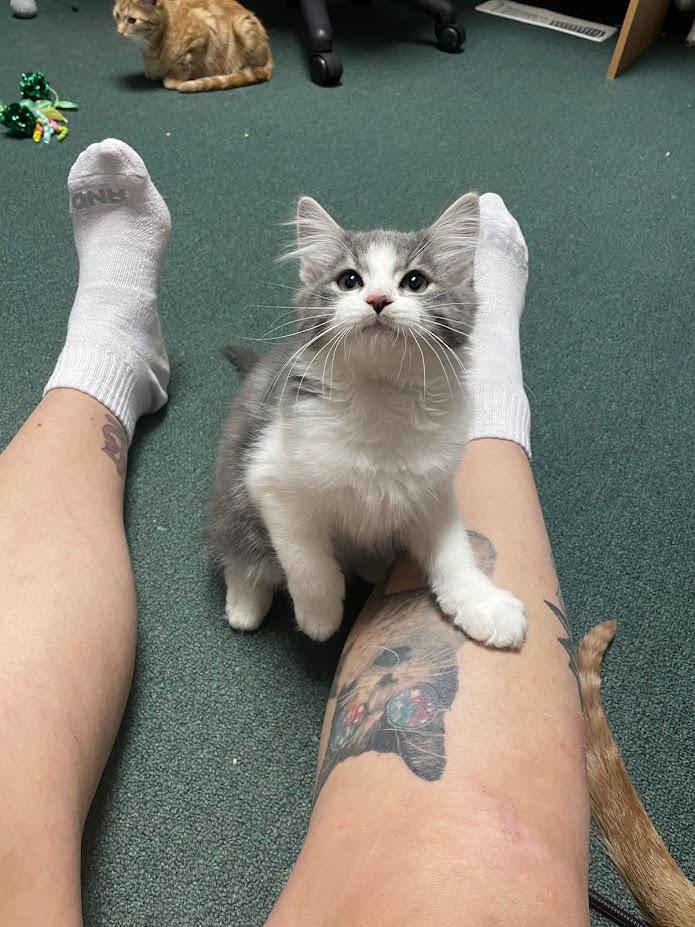 Enlarge Chai, an adopted Domestic Long Hair in Penfield, NY image 5/6