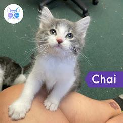 Enlarge Chai, an adopted Domestic Long Hair in Penfield, NY image 1/6