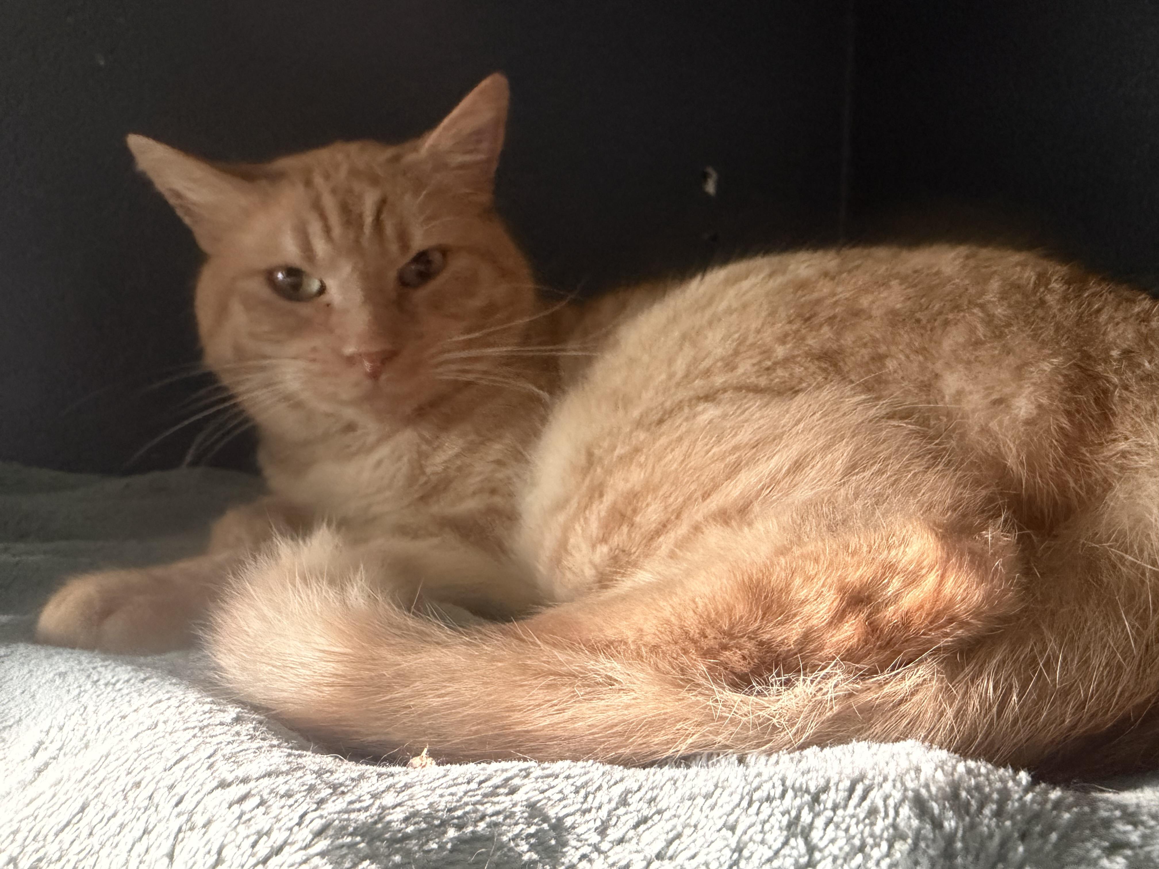 Petrie, Adoptable, Adult Male Domestic Short Hair.