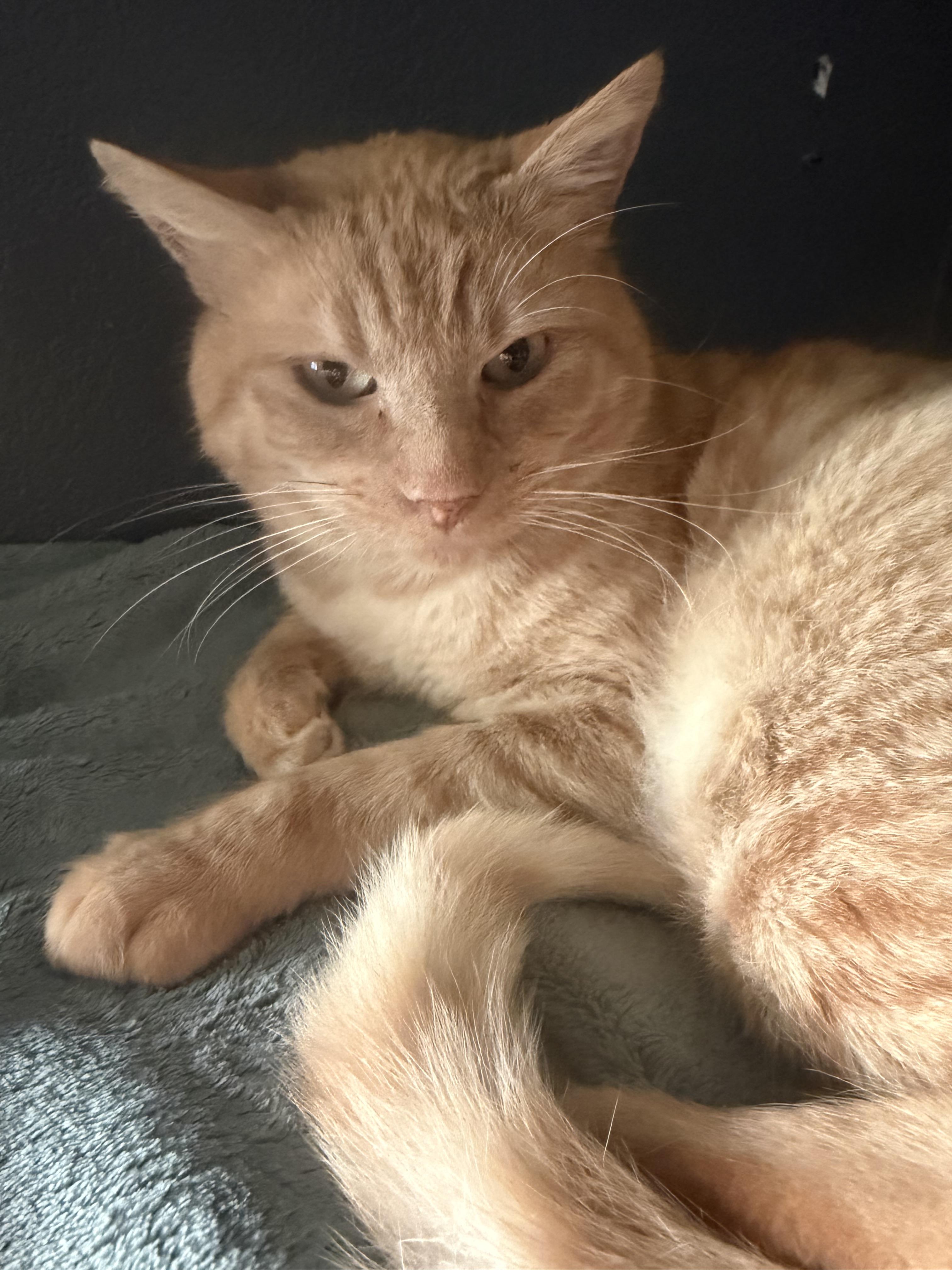 Enlarge Petrie, a Adoptable Domestic Short Hair in Rio Linda, CA image 3/4