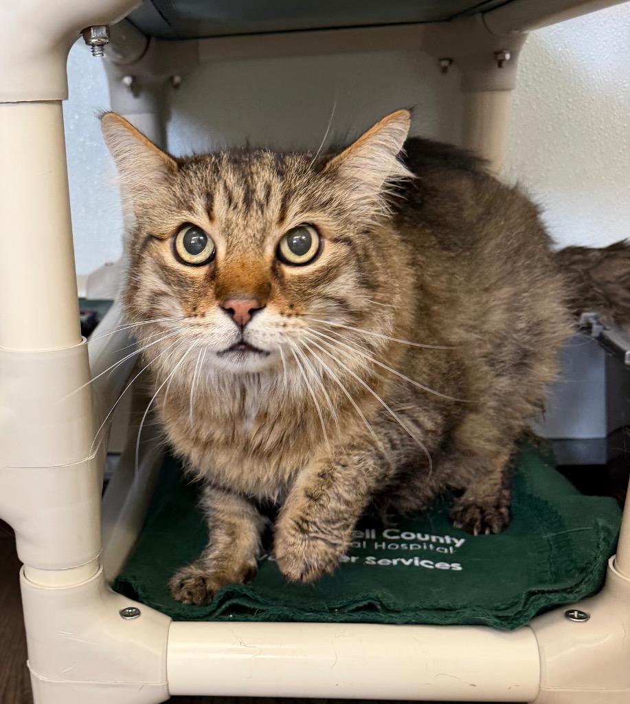 Trigger, Adoptable, Senior Male Domestic Long Hair.