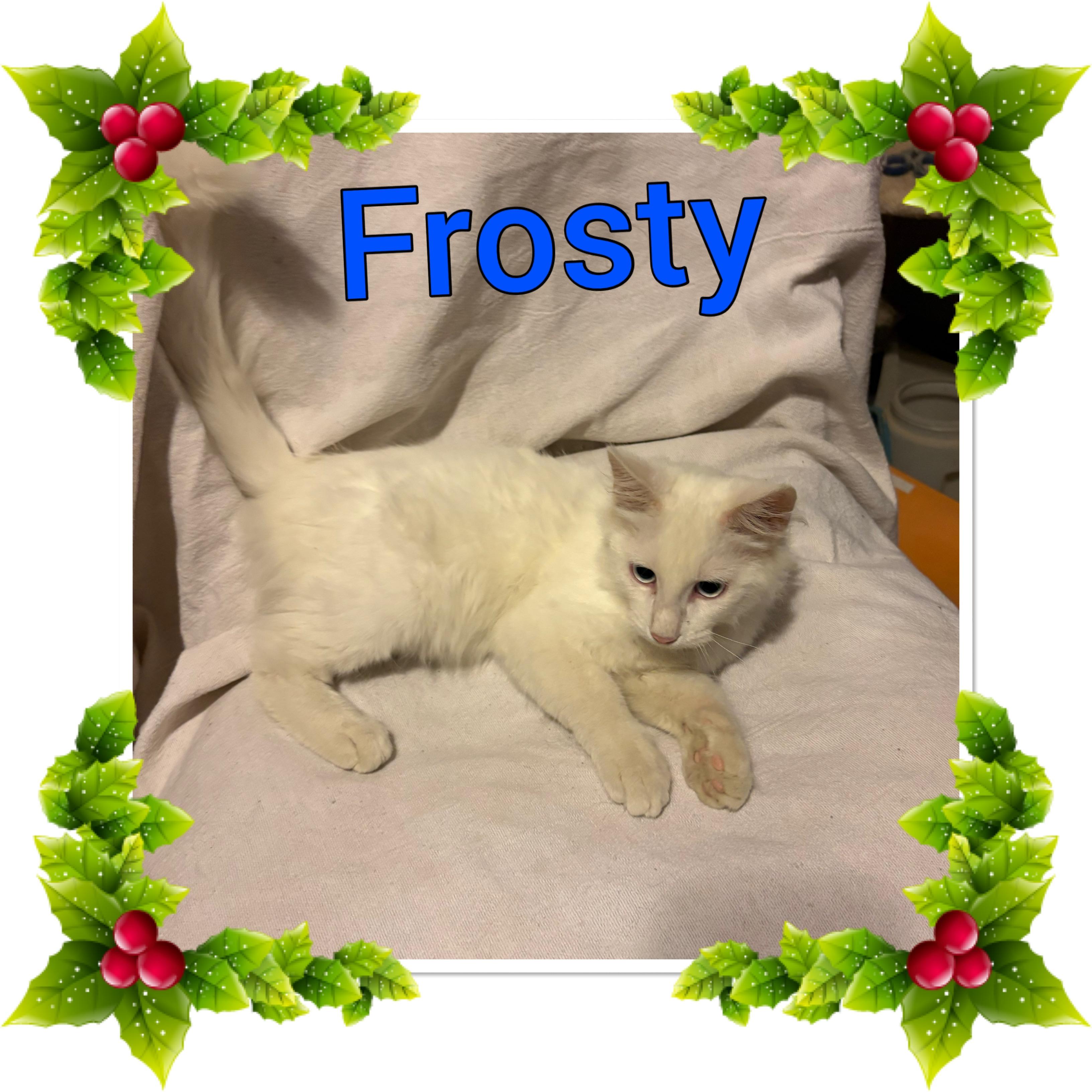 Enlarge Frosty, a ADOPTABLE Domestic Short Hair in Lebanon, MO image 1/1