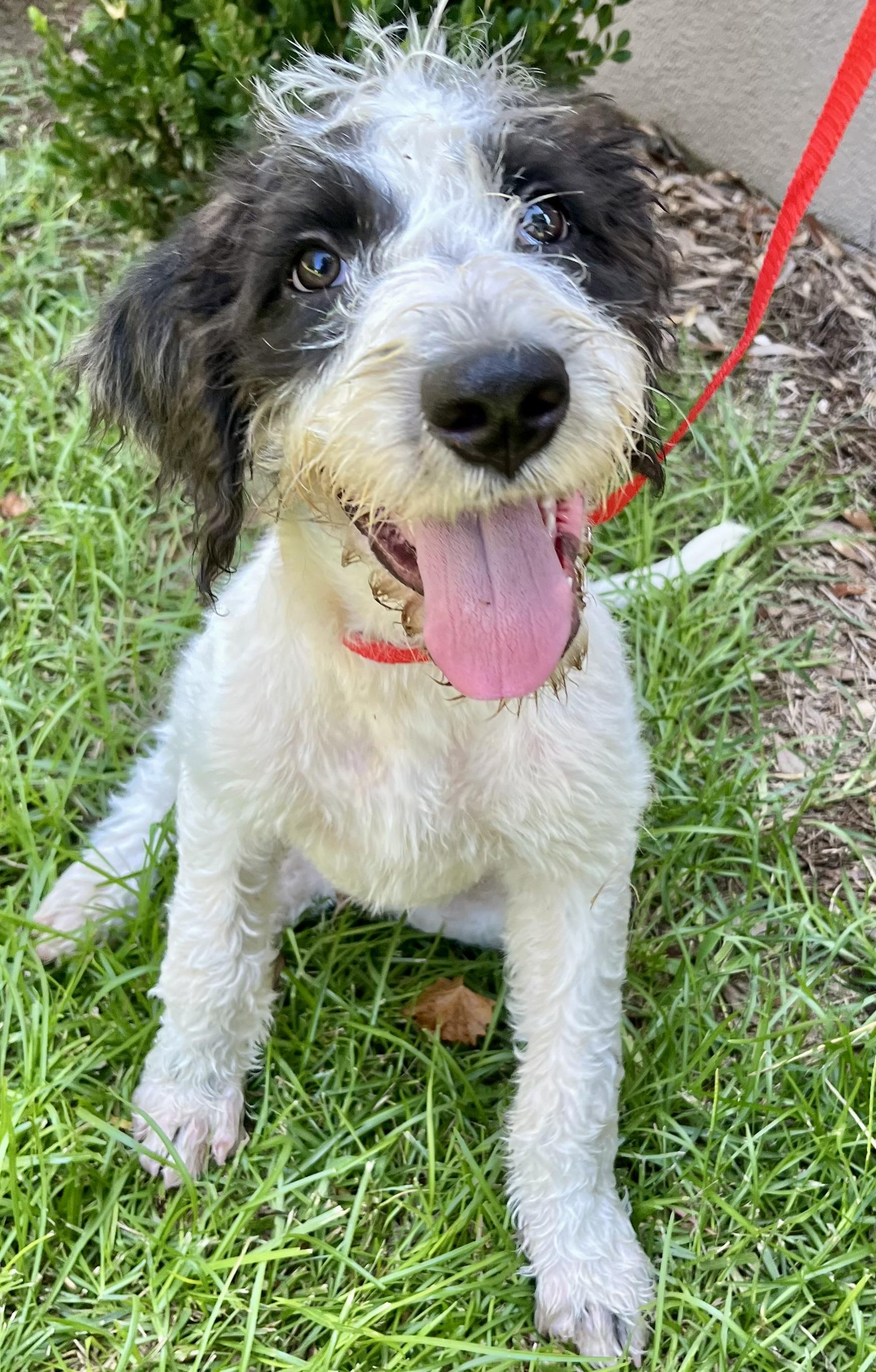 Enlarge Scruffy, an adopted mixed breed in Gilbert, SC image 5/6