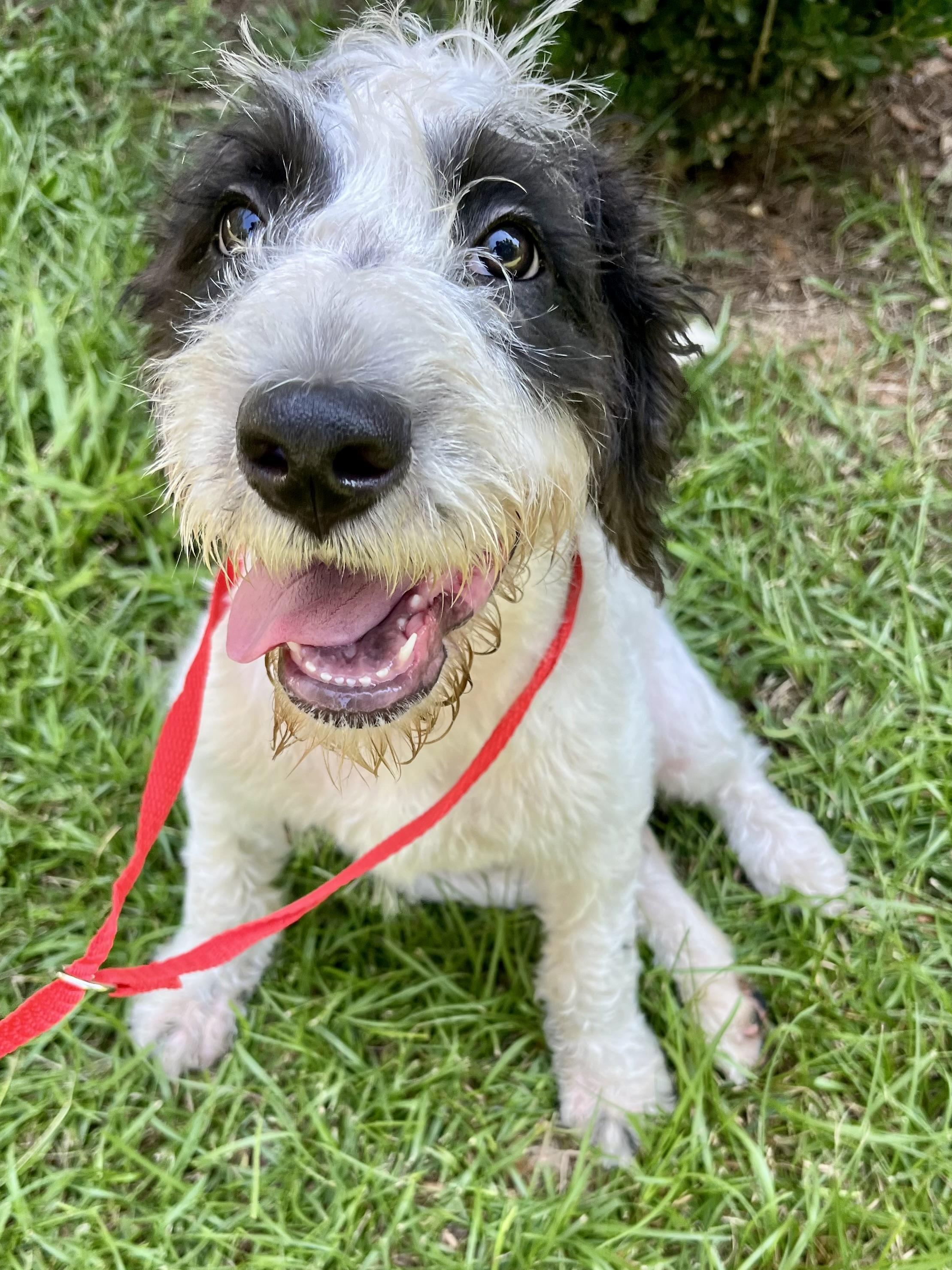 Enlarge Scruffy, an adopted mixed breed in Gilbert, SC image 6/6