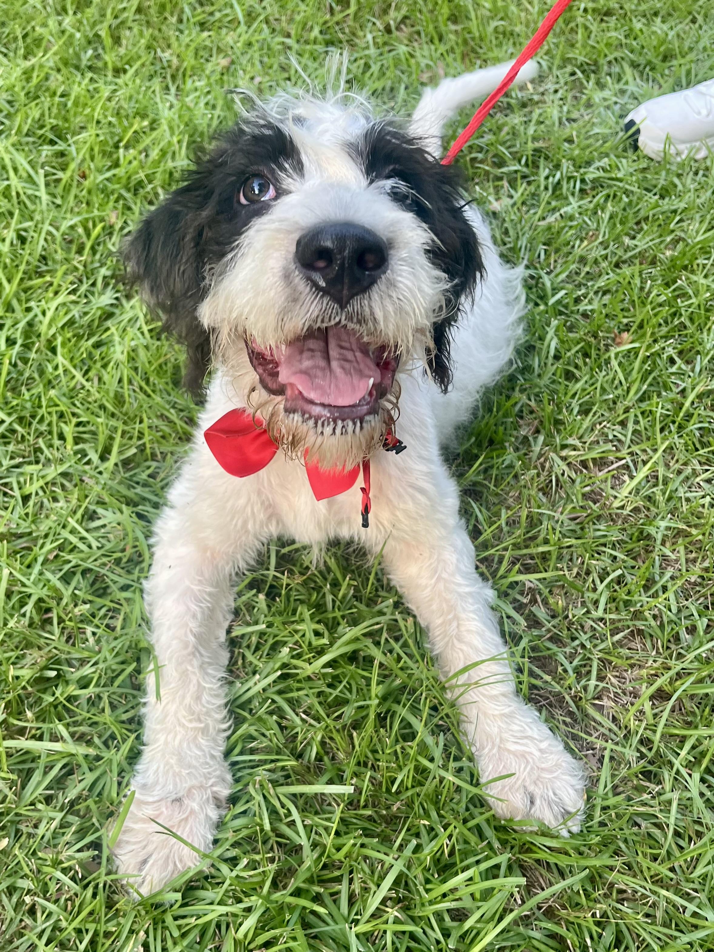 Enlarge Scruffy, an adopted mixed breed in Gilbert, SC image 4/6