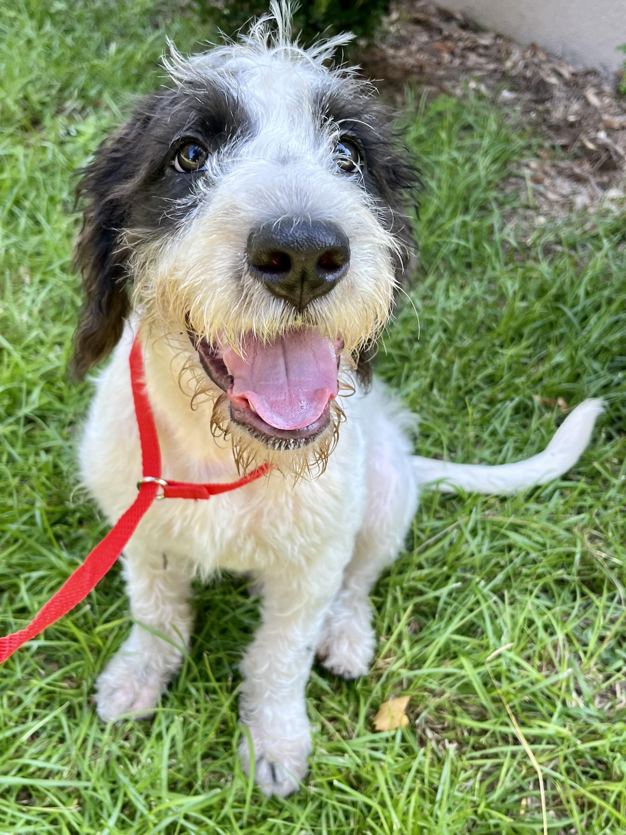 Enlarge Scruffy, an adopted mixed breed in Gilbert, SC image 1/6