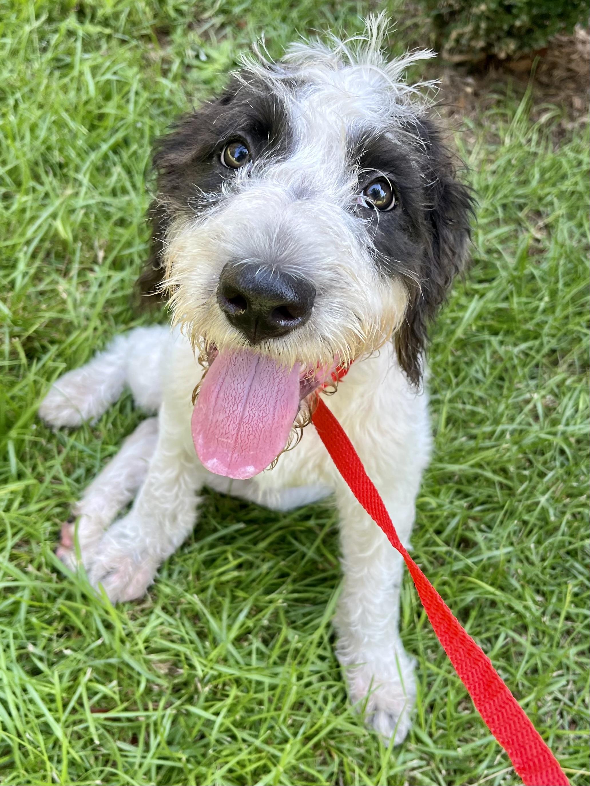 Enlarge Scruffy, an adopted mixed breed in Gilbert, SC image 2/6