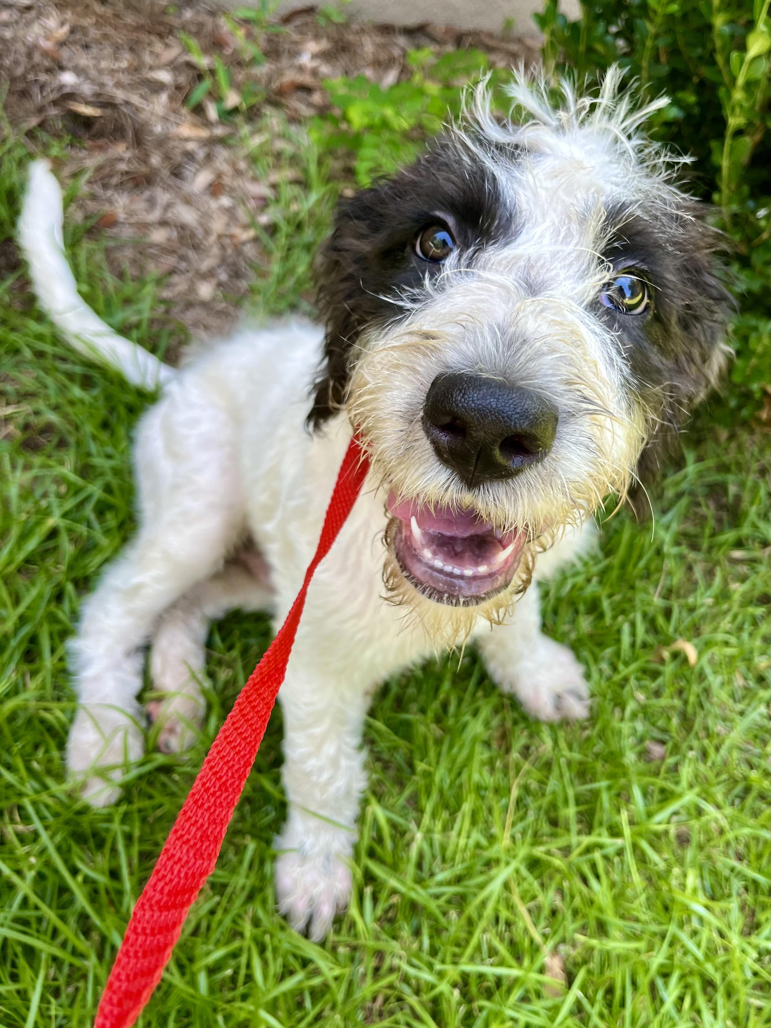 Enlarge Scruffy, an adopted mixed breed in Gilbert, SC image 3/6
