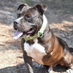 Elroy, a Adoptable mixed breed in Willis, TX image 5/5