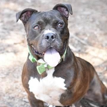 Elroy, a Adoptable mixed breed in Willis, TX image 1/5