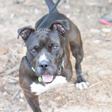Elroy, a Adoptable mixed breed in Willis, TX image 3/5