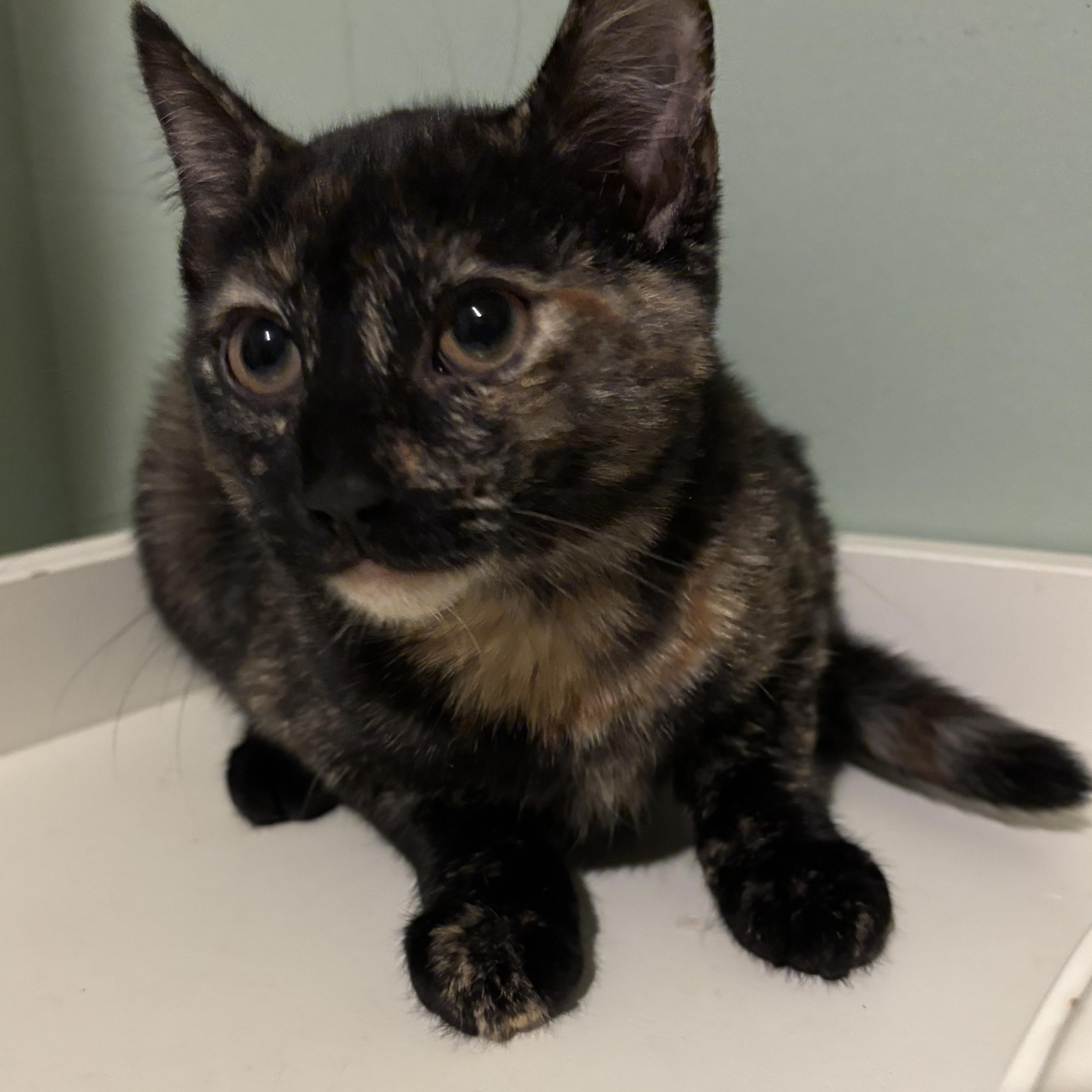 Soleil, a Adoptable Domestic Short Hair in Norwalk, CT image 1/2