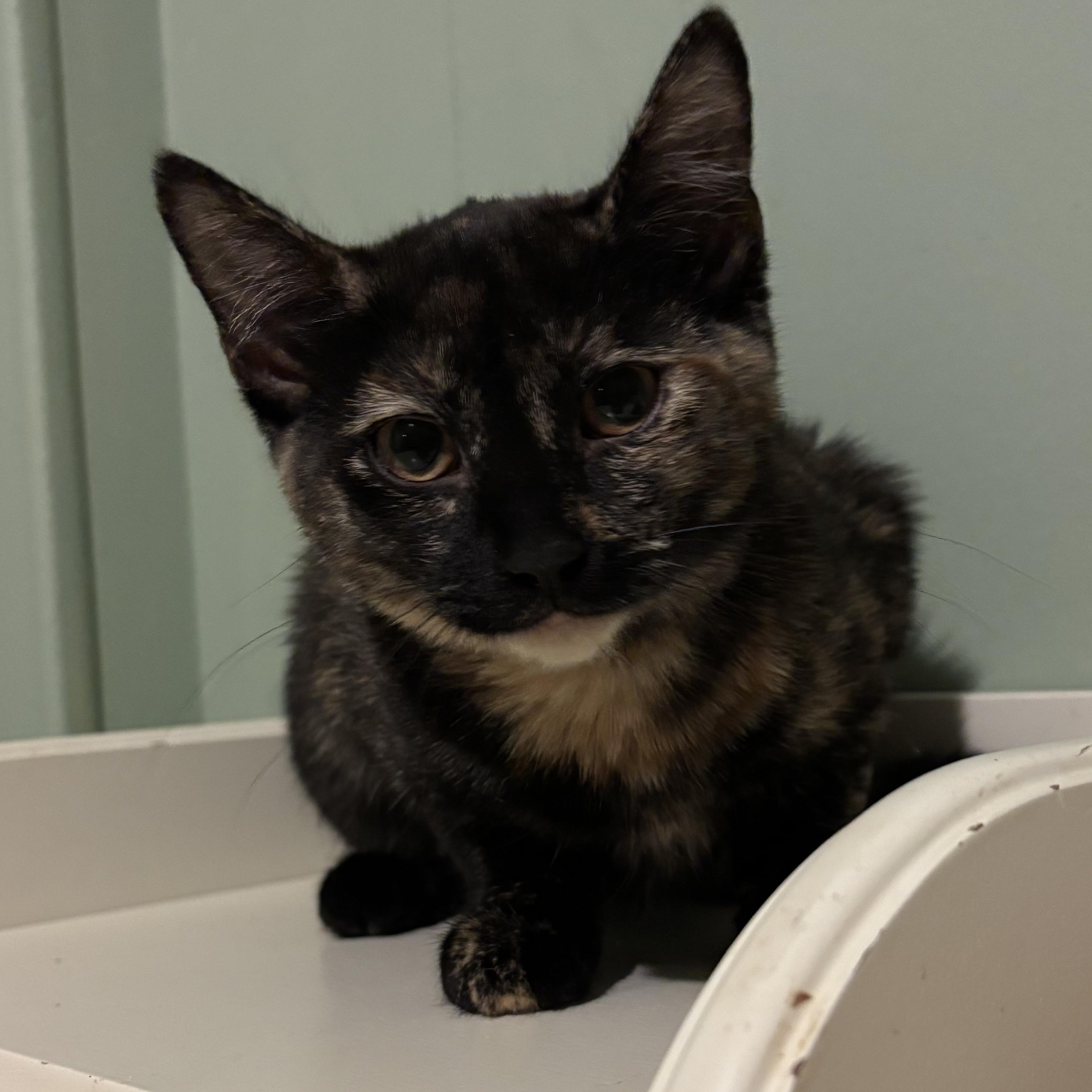 Soleil, a Adoptable Domestic Short Hair in Norwalk, CT image 2/2