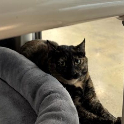 Enlarge Soleil, a Adoptable Domestic Short Hair in Norwalk, CT image 1/1