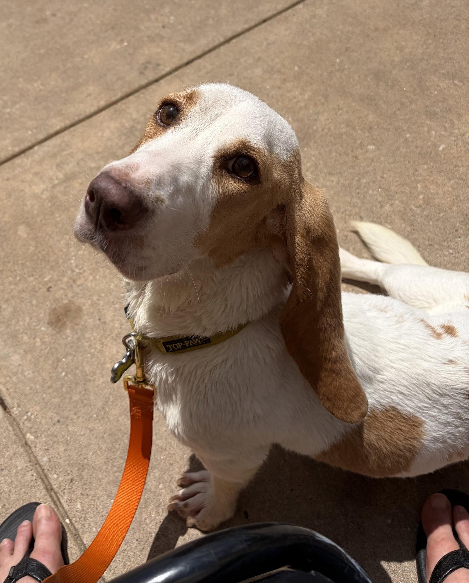 Sunshine, Adoptable, Young Female Basset Hound.