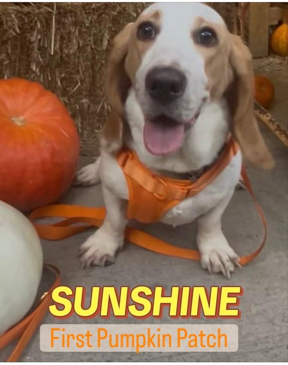 Enlarge Sunshine, a Adoptable Basset Hound in Grapevine, TX image 2/2
