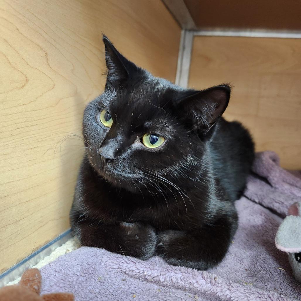 Ravioli, Adoptable, Young Female Domestic Short Hair.